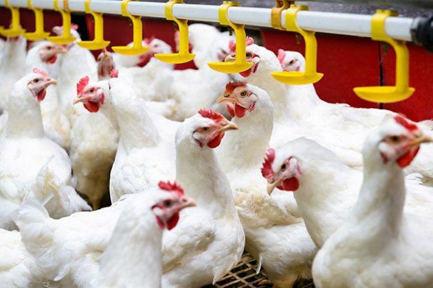 Frango12-630x420