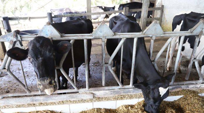 Técnica facilita adubação orgânica com dejetos de bovinos