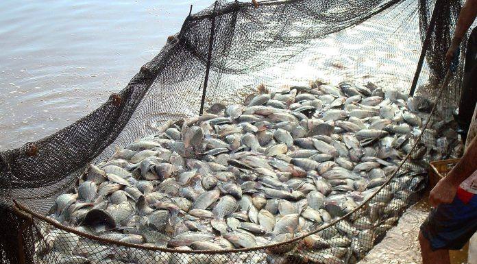 Associação Brasileira de Piscicultura, mostra crescimento de 18,7% para o Estado