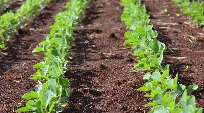 Programa de Seguro Rural 2019 tem execução 18% maior na comparação com ano anterior