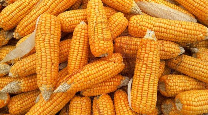 Milho: Mercado brasileiro deve manter preços firmes durante todo ano, acredita analista