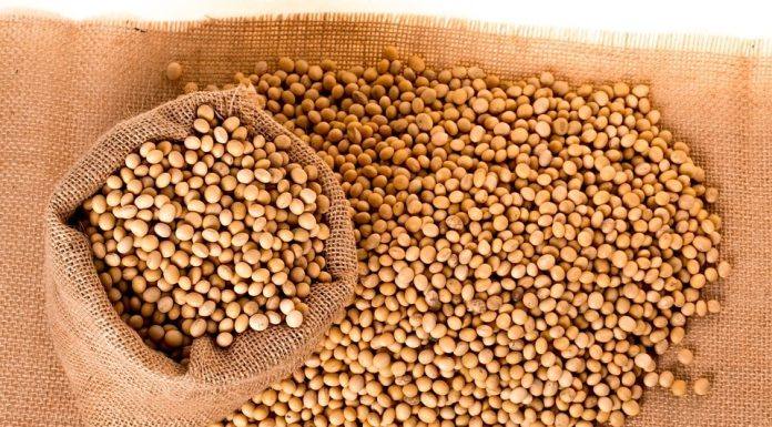 Safra sinaliza crescimento na produção brasileira de grãos