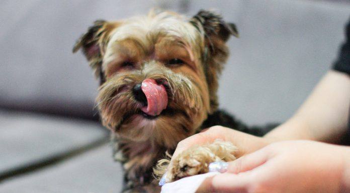 Higiene devem ser estendidos aos pets