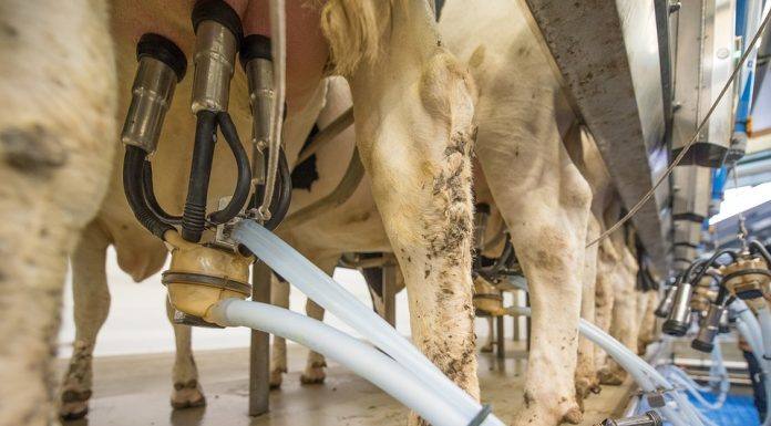 Sinal de alerta entre produtores e indústrias de leite é assunto do Conseleite