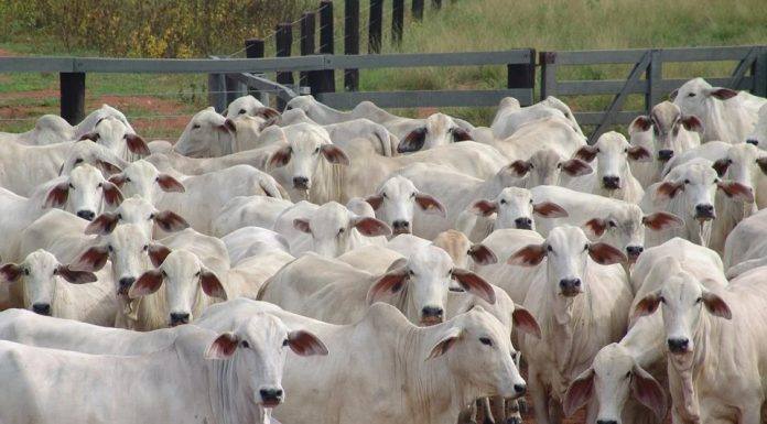 Primeira etapa da vacinação contra a febre aftosa está confirmada