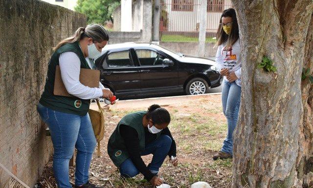 Município de Jaguariaíva não registra dengue nos últimos meses