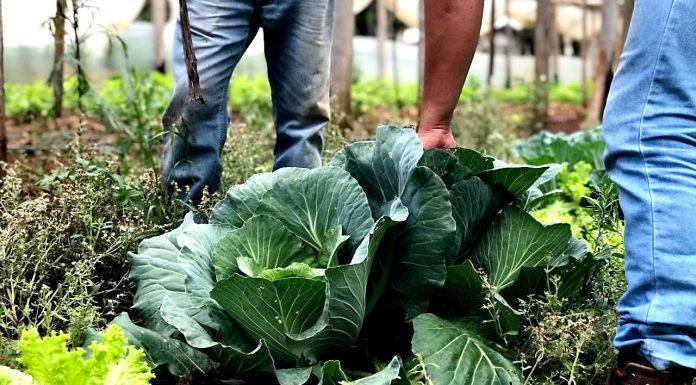 Paraná Mais Orgânico usam tecnologia para atender os consumidores