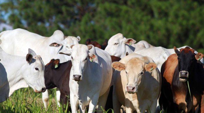 Paraná reforça programação para conquistar nova condição pecuária