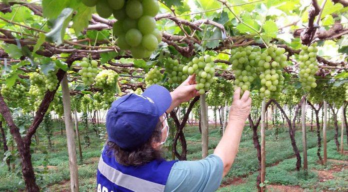 Adapar colabora para garantir a segurança alimentar dos paranaenses