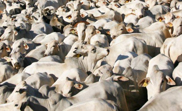 Ministério da Agricultura libera trânsito de animais entre Estados
