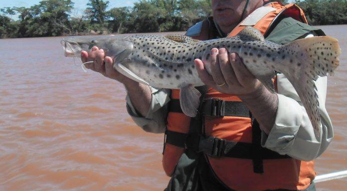 Pesca amadora está liberada nas represas e lagos do Estado