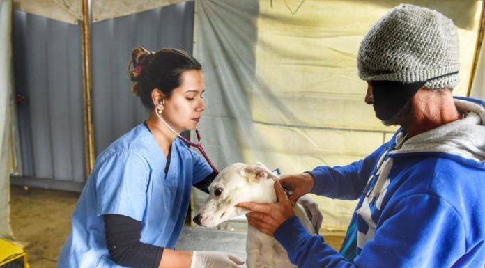 Prefeitura de Figueira inicia cirurgias de castração de animais