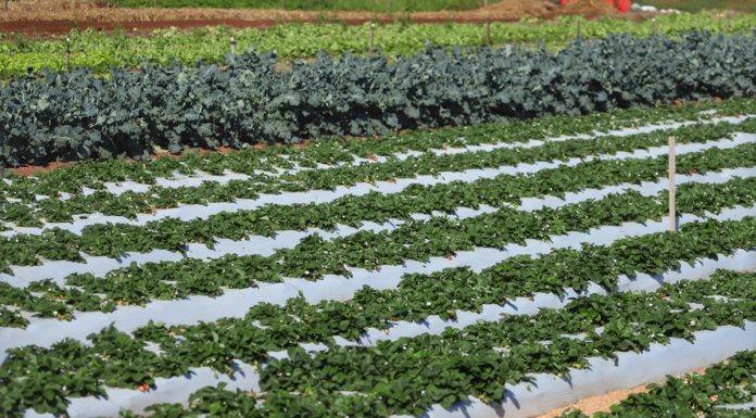 Capacitação de pequenas cooperativas é realizada pelo Coopera Paraná