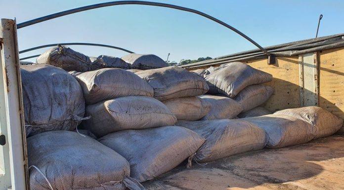 Programa de fruticultura em Ribeirão Claro recebe 15 toneladas de esterco