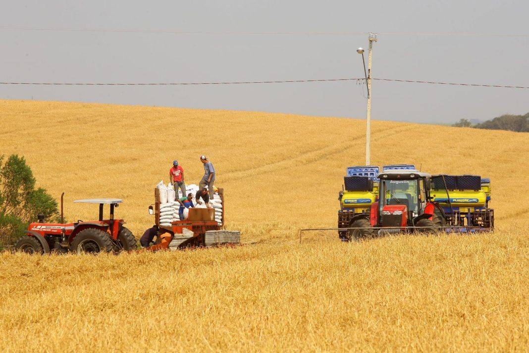 Plantio de milho. Entre Rios, 12/09/2019 Foto:Jaelson Lucas / AEN