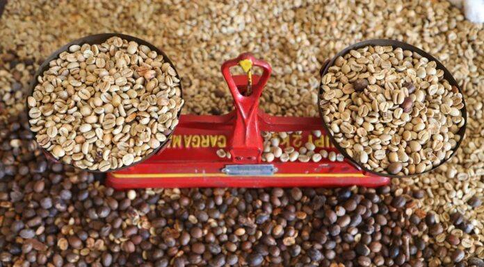 Produção de cafés especiais no Norte Pioneiro terá apoio do Governo