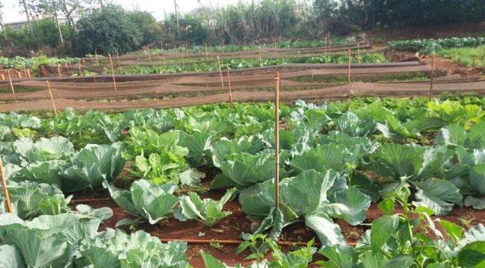 Projeto Horta e Cozinha Comunitária tenta retomar as atividades
