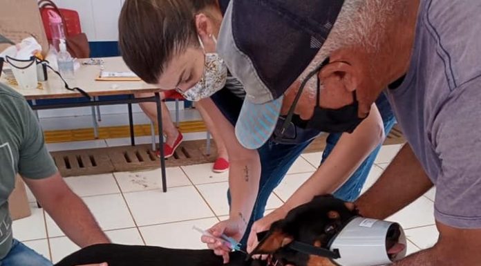 Cães e Gatos são vacinados contra raiva em Jacarezinho