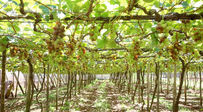 Japira participa do programa de revitalização da Viticultura Paranaense