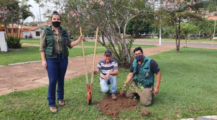 Município de Jacarezinho promove ações de plantios de mudas