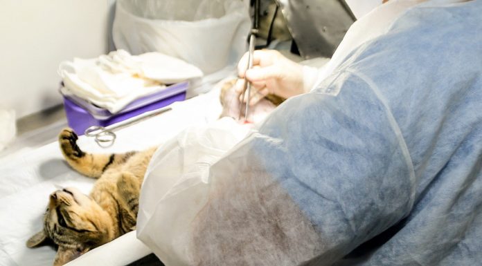 Prefeitura de Primeiro de Maio realizará castração gratuita de animais
