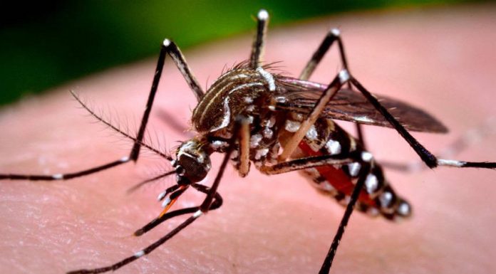 Boletim semanal da dengue confirma mais 305 casos no Paraná