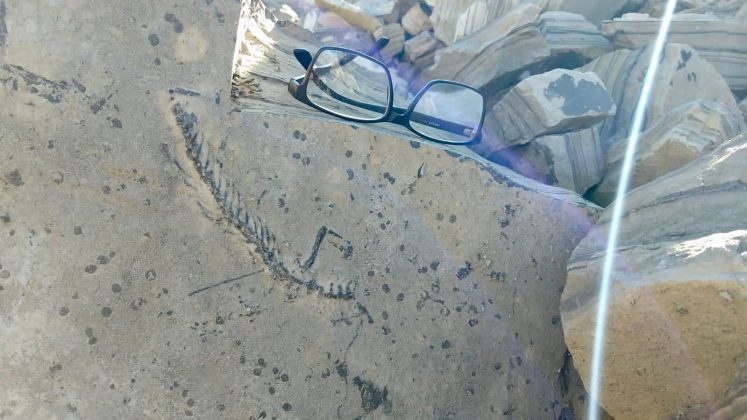 Guapirama “esconde” fósseis e parte da geologia mundial