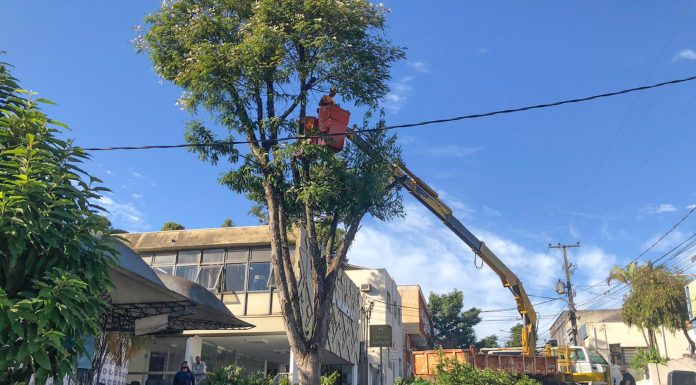 Equipes da Prefeitura plantam árvores e padronizam mudas em canteiros da cidade