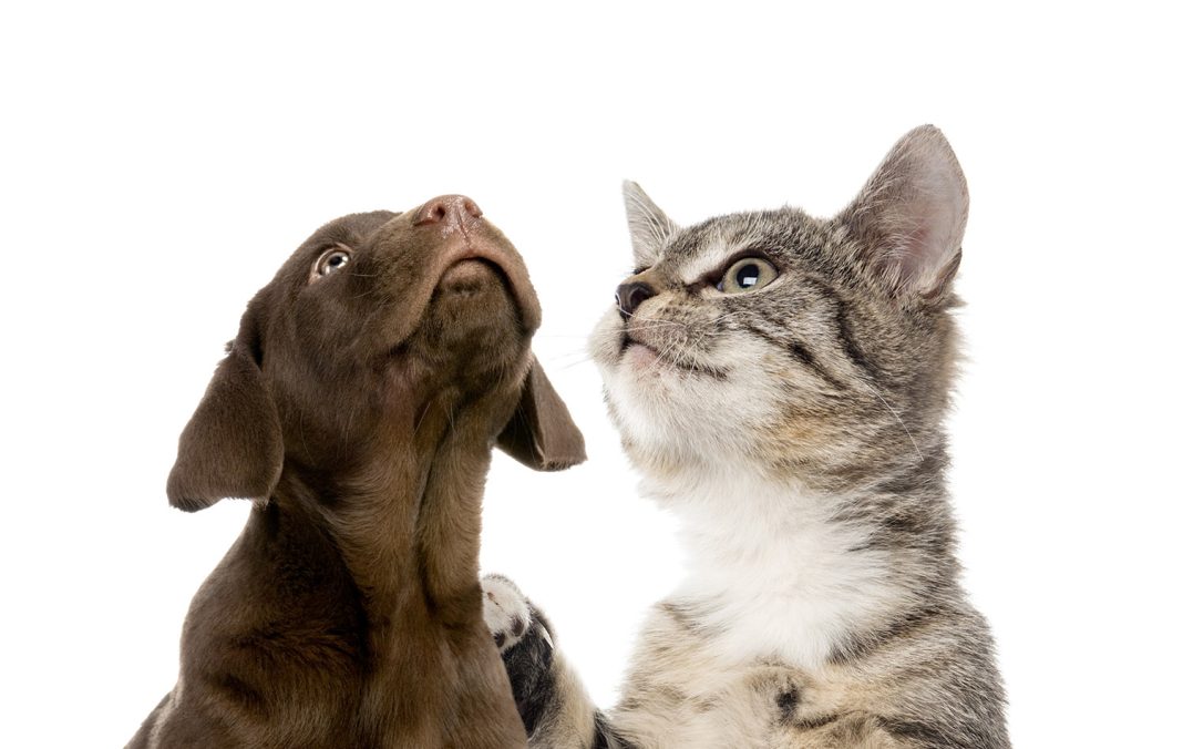 Puppy Labrador retriever chocolate, European Shorthair kitten, i