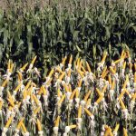Show Rural 2023 bate recorde de público e movimenta mais de R$ 5 bilhões