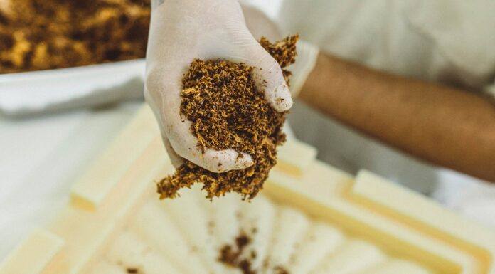 Empresa paranaense é primeira na américa latina a criar biomaterial feito de cogumelos para construções sustentáveis