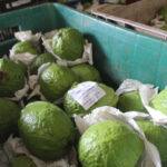 Cooperativa de Carlópolis melhora estrutura para produção de frutas com apoio do Coopera Paraná Cooperativa de Carlópolis melhora estrutura para produção de frutas com apoio do Coopera Paraná