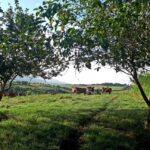 Agricultores familiares constroem queijaria como realização de um sonho