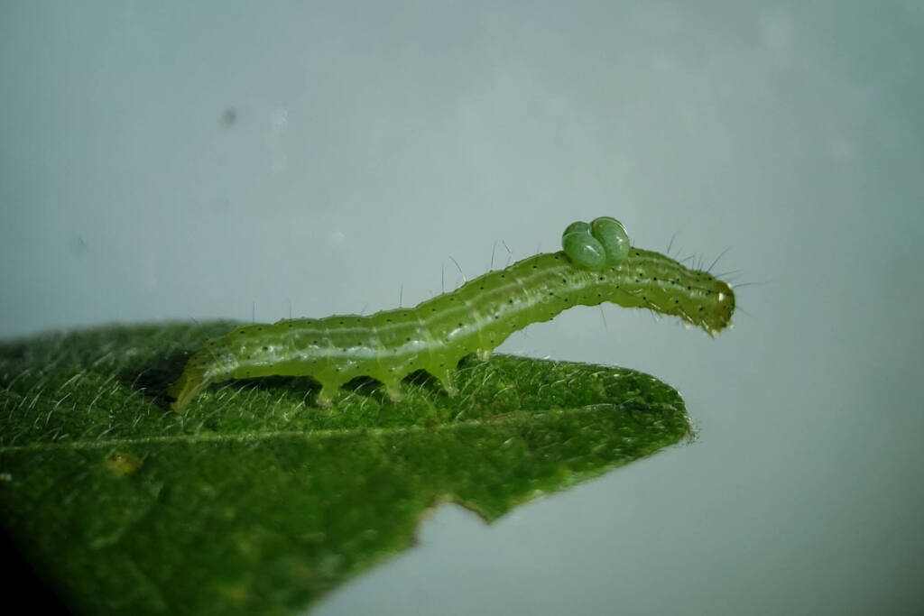 Aplicativo do IDR-Paraná facilita identificação de inimigos naturais de pragas agrícolas