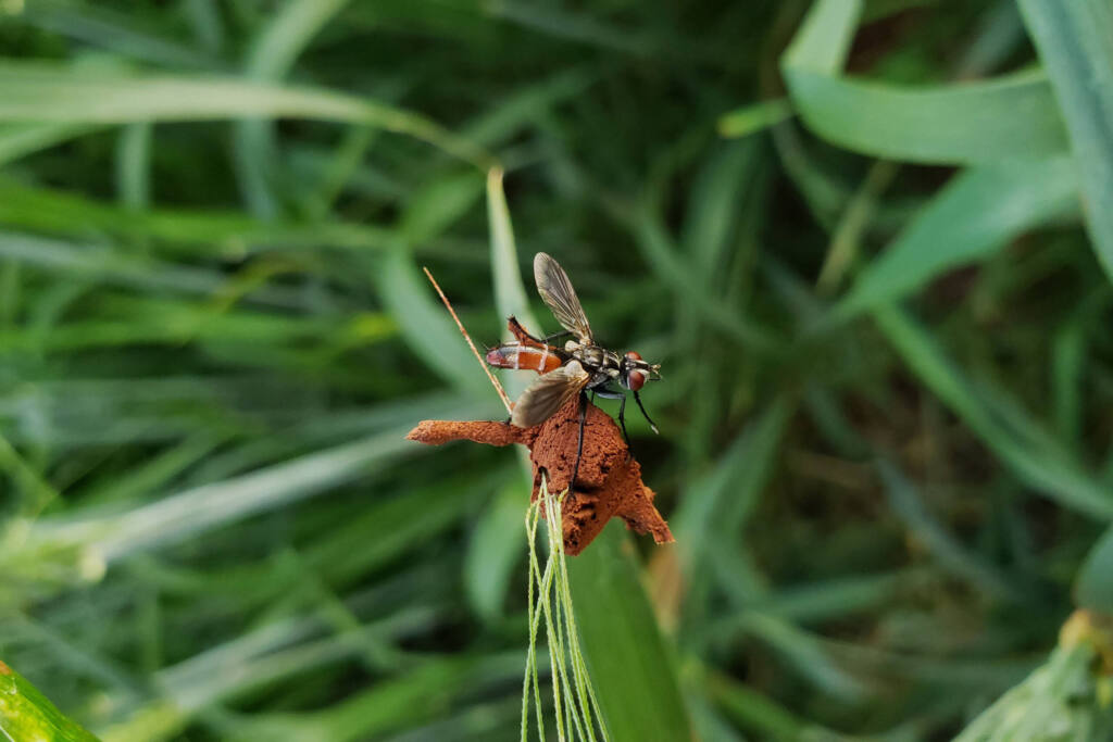Aplicativo do IDR-Paraná facilita identificação de inimigos naturais de pragas agrícolas