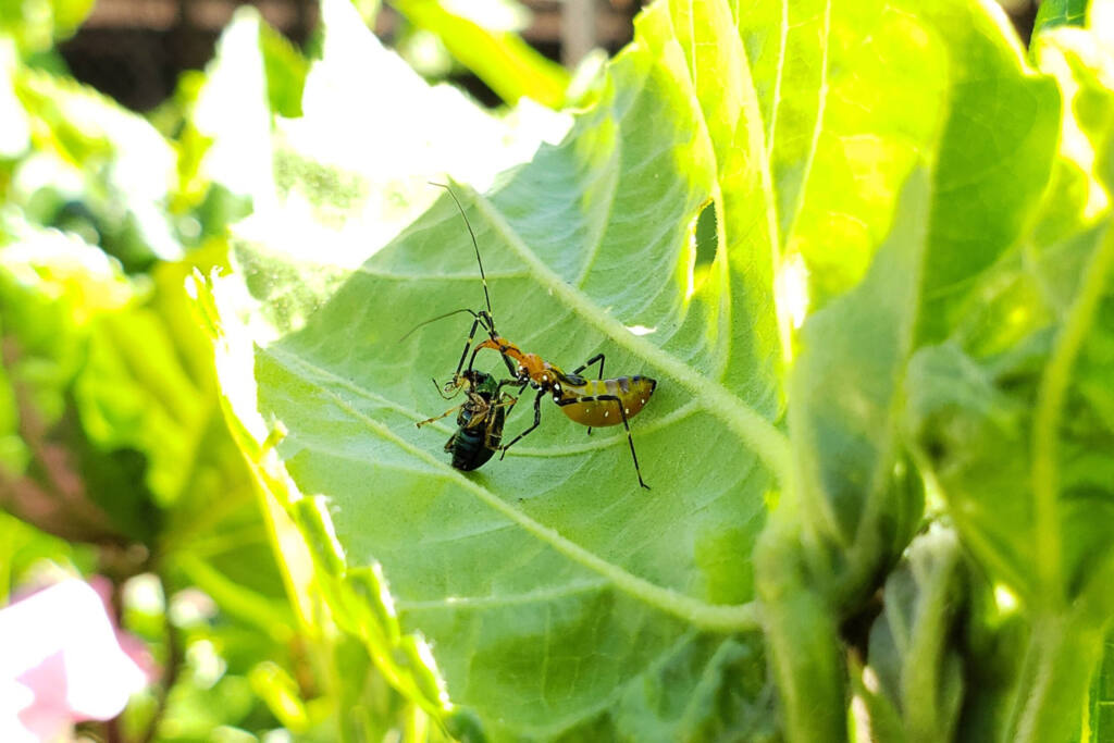 Aplicativo do IDR-Paraná facilita identificação de inimigos naturais de pragas agrícolas