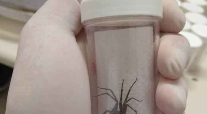 Captura anual de 45 mil aranhas-marrons viabiliza 15 mil ampolas de antiveneno no Paraná