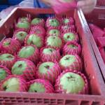 Agora é oficial, Carlópolis é a capital nacional da Goiaba