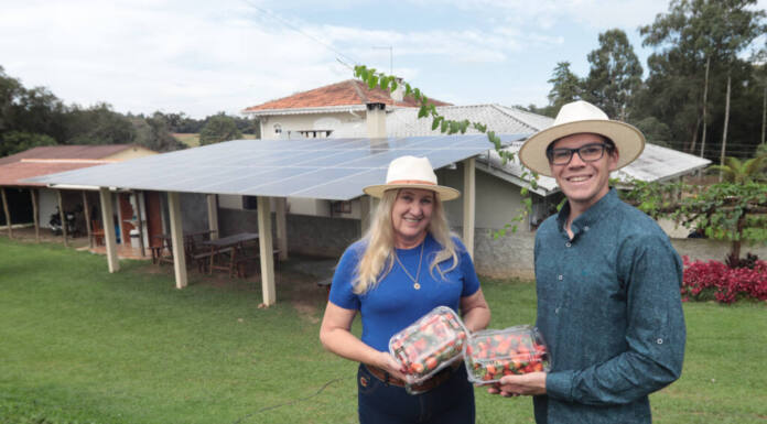 Produtora de morangos de Araucária investe em energia limpa e amplia negócios