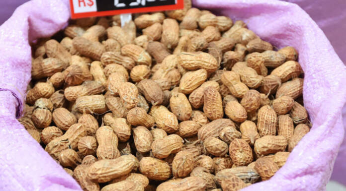 Protagonista das festas juninas, amendoim é cultivado em 200 municípios do Paraná