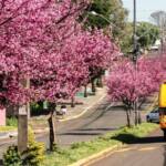 Prefeitura de Assaí inicia nova arborização com mudas de Sakurá na rua Petrópolis Prefeitura de Assaí inicia nova arborização com mudas de Sakurá na rua Petrópolis