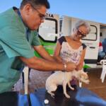 Cães e gatos recebem vacina antirrábica em Assaí