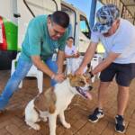 Cães e gatos recebem vacina antirrábica em Assaí