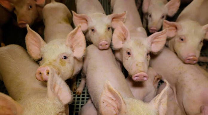 Com aumento de 8,7% na pecuária, Paraná tem 9 cidades entre as maiores produtoras do Brasil