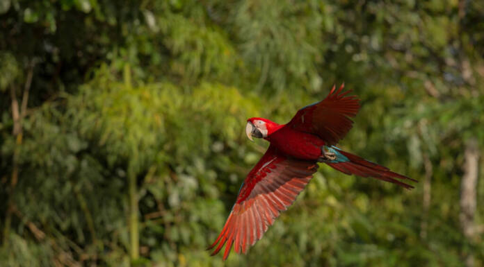 Preservação da Mata Atlântica engloba negócios sustentáveis