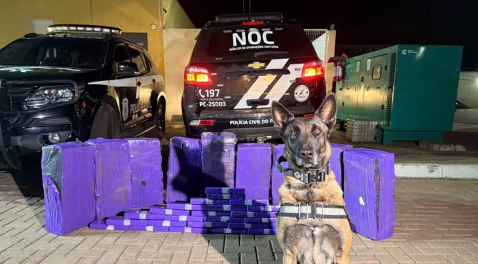 Cães de faro da PCPR interceptam mais de 227 quilos de maconha em duas ações