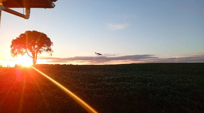 Colégio agrícola do Paraná investiga aliança produtiva entre apicultura e plantação de soja