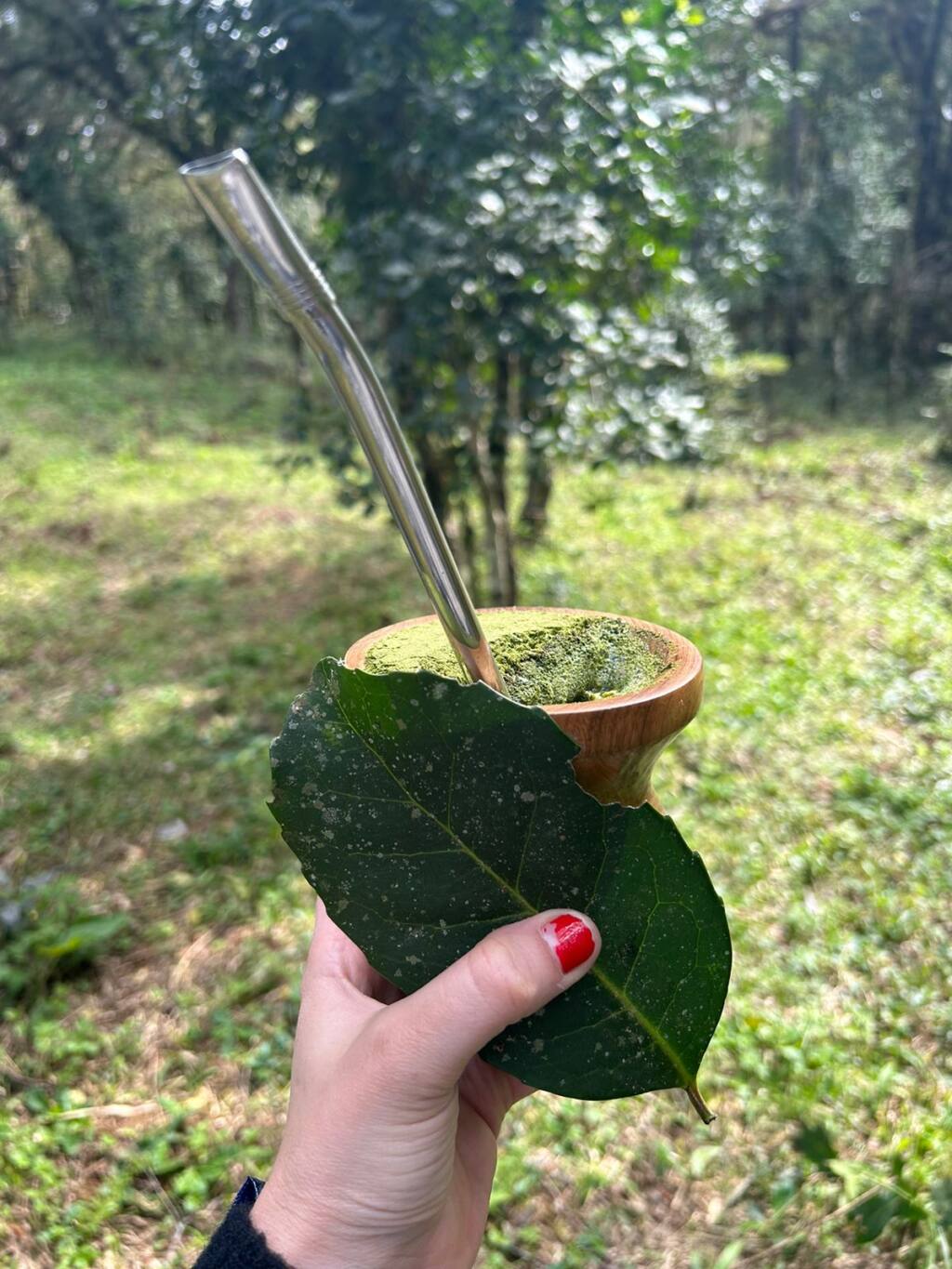 Indicação Geográfica deve consolidar Guarapuava como polo nacional de produção da erva-mate