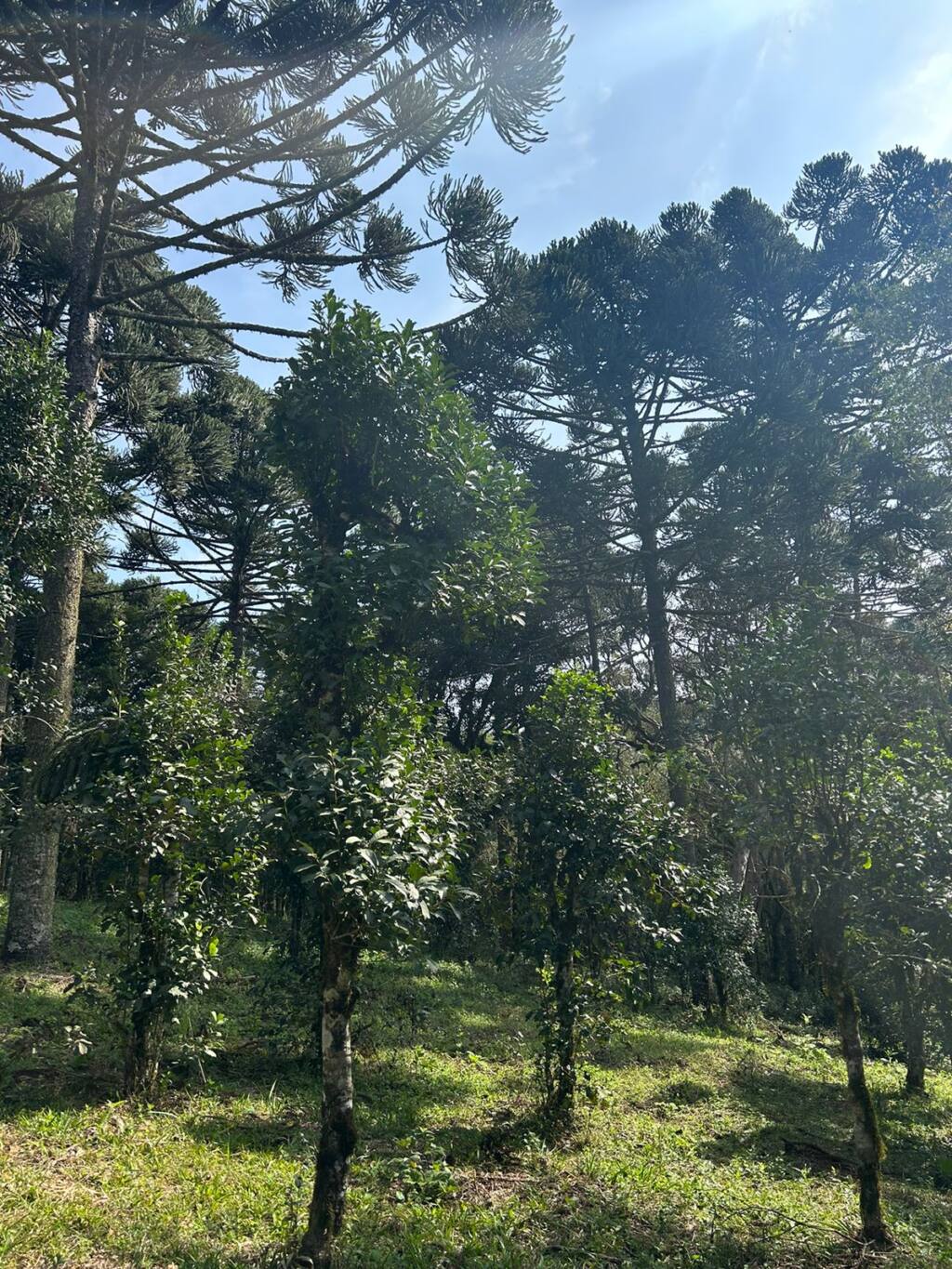 Indicação Geográfica deve consolidar Guarapuava como polo nacional de produção da erva-mate