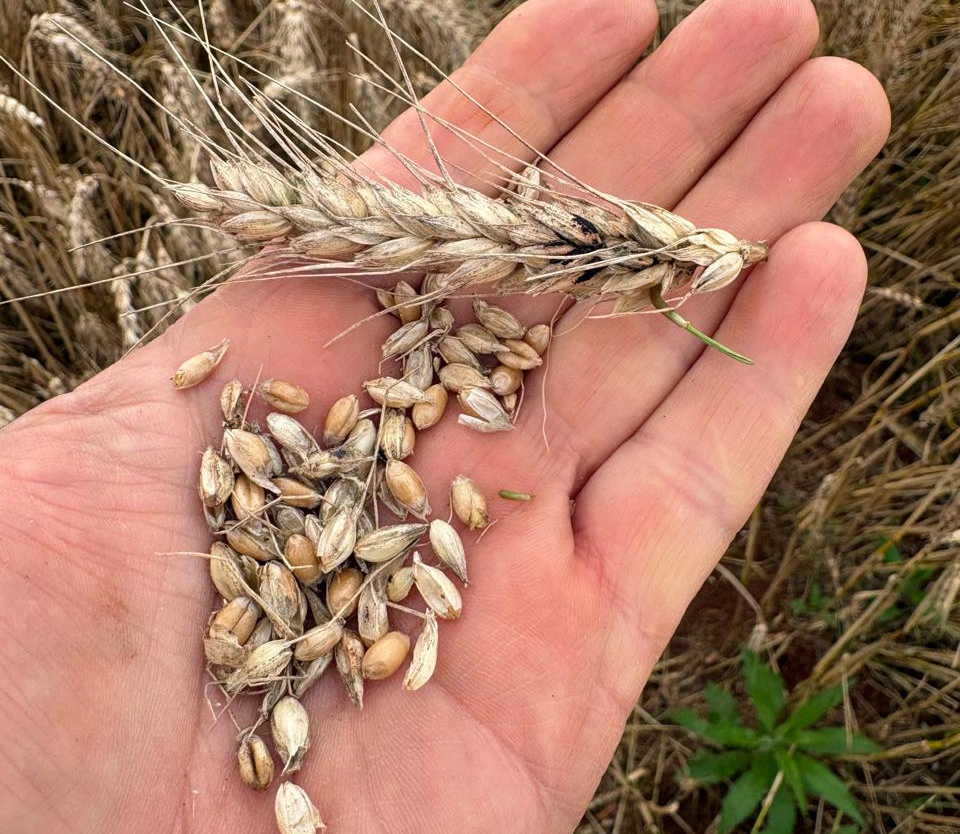 Excesso de chuva atrasa plantio da soja no Paraná
